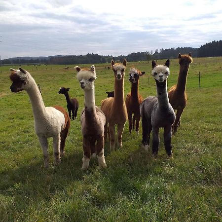 Apartment On An Alpaca Farm In Kierspe المظهر الخارجي الصورة