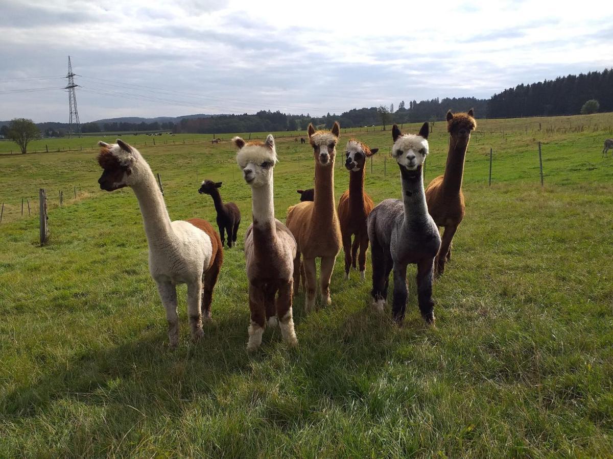 Apartment On An Alpaca Farm In Kierspe المظهر الخارجي الصورة